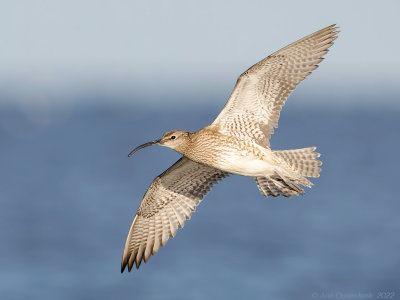 Regenwulp - Eurasian Whimbrel - Numenius phaeopus	