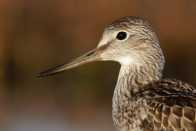 Groenpootruiter - Common Greenshank - Tringa nebularia