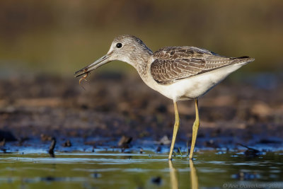 Groenpootruiter - Common Greenshank - Tringa nebularia