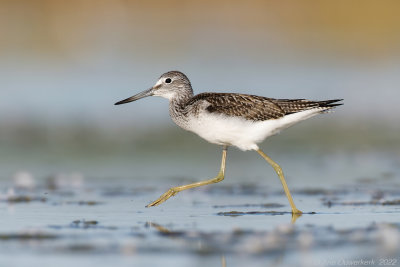 Groenpootruiter - Common Greenshank - Tringa nebularia	