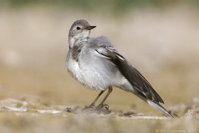 Witte Kwikstaart - White Wagtail - Motacilla alba