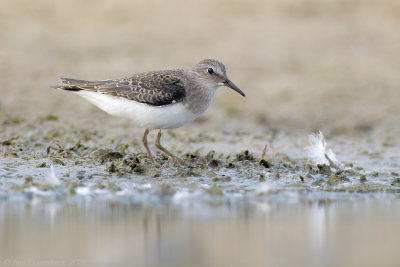 Temmincks Strandloper - Temminck's Stint - Calidris temminckii