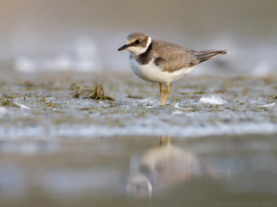 Kleine Plevier - Little Ringed Plover - Charadrius dubius