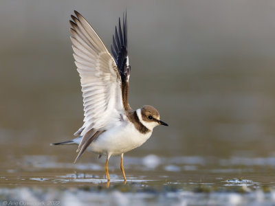 Kleine Plevier - Little Ringed Plover - Charadrius dubius