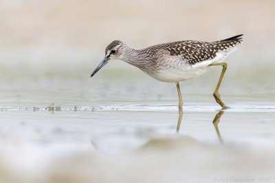 Bosruiter - Wood Sandpiper - Tringa glareola