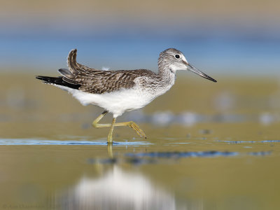 Groenpootruiter - Common Greenshank - Tringa nebularia