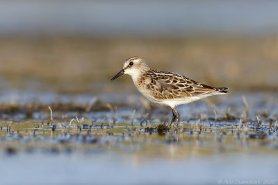 Kleine Strandloper - Little Stint - Calidris minuta