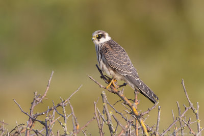 Roodpootvalk - Red-footed Falcon - Falco verpertinus