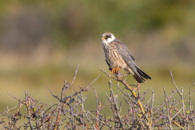 Roodpootvalk - Red-footed Falcon - Falco verpertinus