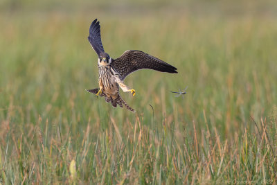 Boomvalk - Eurasian Hobby - Falco subbuteo	