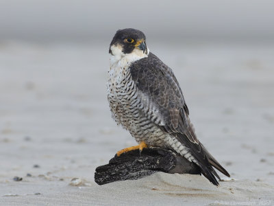 Slechtvalk - Peregrine Falcon - Falco peregrinus