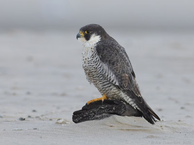 Slechtvalk - Peregrine Falcon - Falco peregrinus