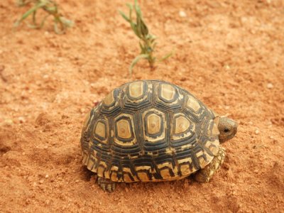 Barrett20190224_0916_Leopard Tortoise.JPG