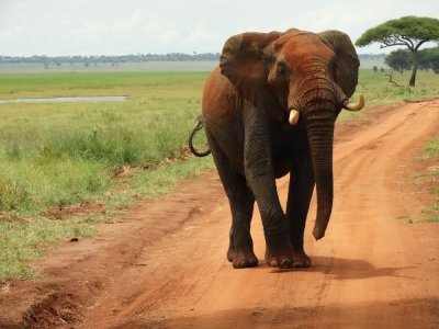 Barrett20190224_1146_African Bush Elephant.JPG