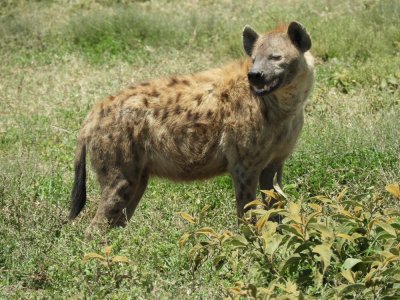 Barrett20190228_1217_Spotted Hyena.JPG