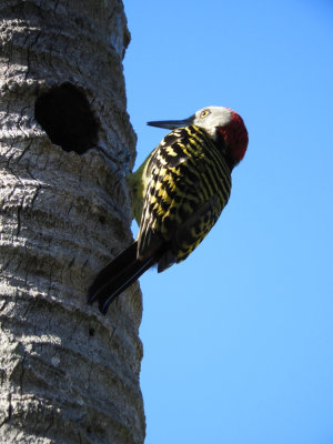 20190110_1451_01_Hispaniolan Woodpecker.JPG