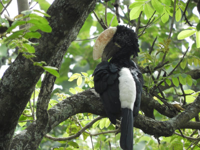 Barrett©DSCN5104_Silvery-cheeked Hornbill.JPG