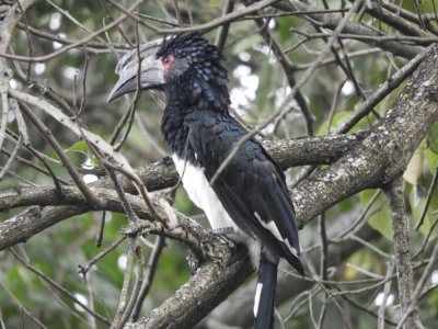 Barrett©DSCN5245_Trumpeter Hornbill.JPG