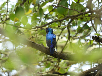 Barrett©DSCN5367_Variable Sunbird.JPG