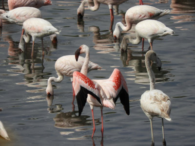 BarrettDSCN5411_Lesser Flamingo.JPG