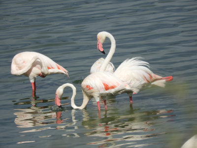 BarrettDSCN5426_Greater Flamingo.JPG