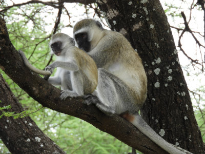 Barrett©DSCN5489_Vervet Monkey.JPG