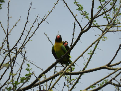 BarrettDSCN5491_Yellow-collared Lovebird.JPG
