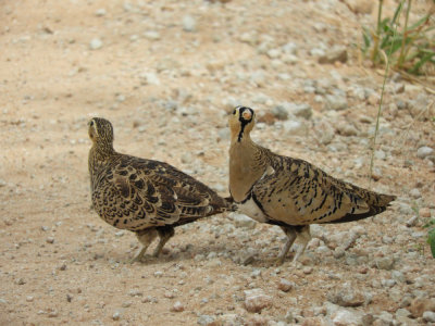 Barrett©DSCN5513_Black-faced Sandgrouse.JPG