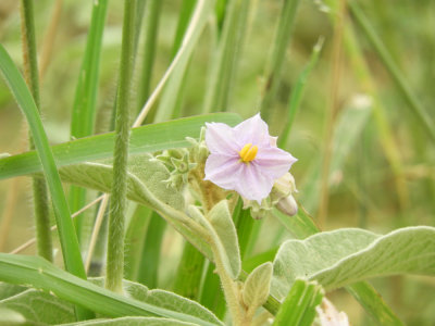 BarrettDSCN5639_Sodom Apple (Solanum incanum).JPG