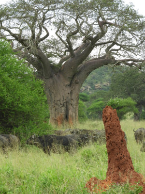 BarrettDSCN5664_African Buffalo_Baobab Tree.JPG
