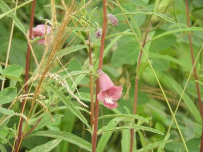Barrett©DSCN5672_False Sesame.JPG