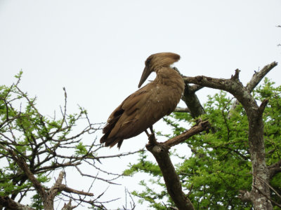 Barrett©DSCN5703_Hamerkop.JPG