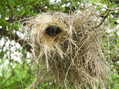 BarrettDSCN5709_weaver finch nest.JPG