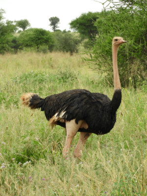 Barrett©DSCN5737_Ostrich.JPG