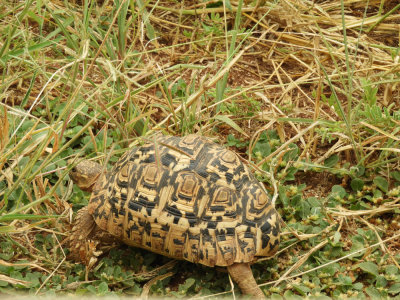 BarrettDSCN5740_Leopard Tortoise.JPG