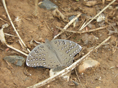 BarrettDSCN5745_Guineafowl Butterfly.JPG