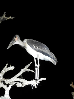 Barrett©DSCN5862_Marabou Stork.JPG