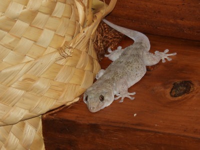 BarrettDSCN5880_East African House Gecko.JPG