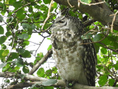 BarrettDSCN5973_Spotted Eagle-Owl.JPG