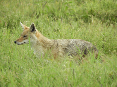 Barrett©DSCN6077_Golden (Common) Jackal.JPG