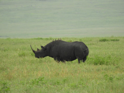 BarrettDSCN6105_Black Rhino.JPG