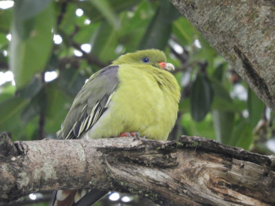 BarrettDSCN6125_African-Green Pigeon.JPG