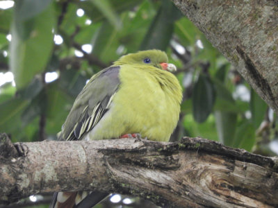 Barrett©DSCN6125_African-Green Pigeon.JPG