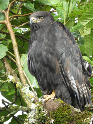 Barrett©DSCN6174_Augur Buzzard.JPG