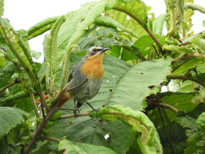 Barrett©DSCN6185_Cape Robin-Chat.JPG