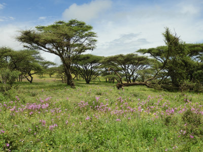 BarrettDSCN6210_Acacia trees.JPG