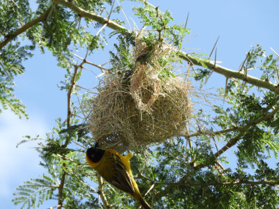 BarrettDSCN6288_Lesser Masked Weaver.JPG