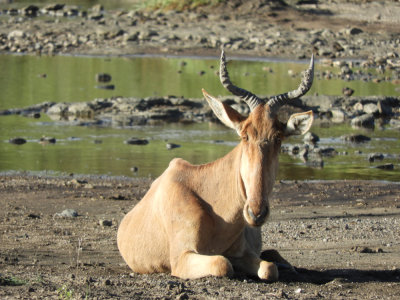 BarrettDSCN6332_Hartebeest.JPG