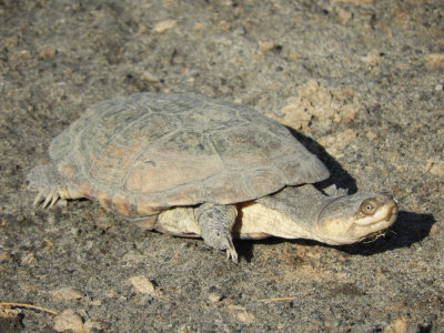 Barrett©DSCN6446_African Helmeted Terrapin.JPG