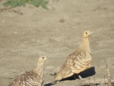 Barrett©DSCN6472_Chestnut-bellied Sandgrouse.JPG
